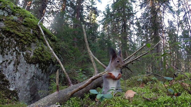 29.5.2018 kokouksen päätöksiä