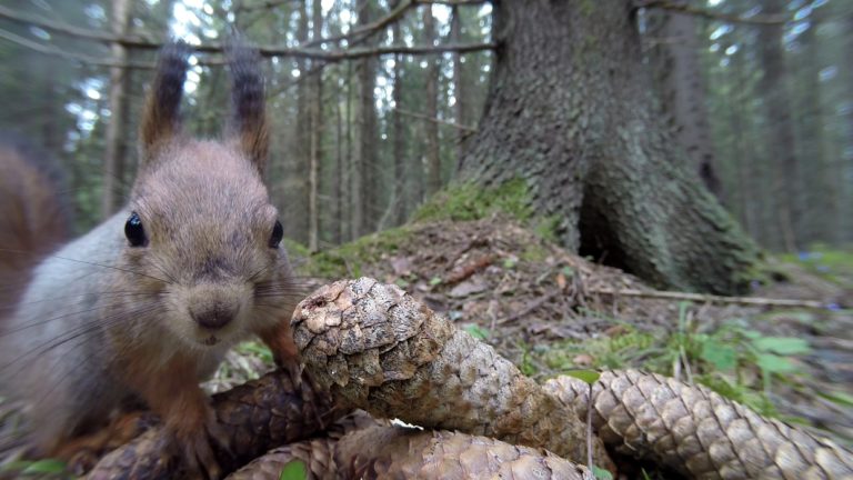 Avara luonto – Pronssilisko ja kultakuoriainen