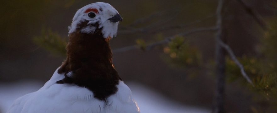 Säätiön vuosikokous ja avustuspäätöksiä