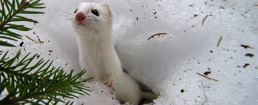 Huhtikuun eläimiä!