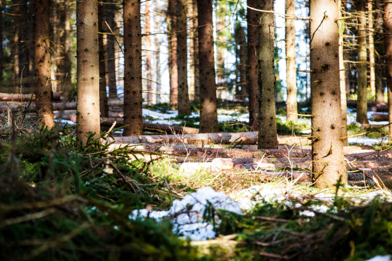 Etelä-Karjalan lintutieteellisen yhdistyksen ansiomerkki Tuuliaisen säätiölle