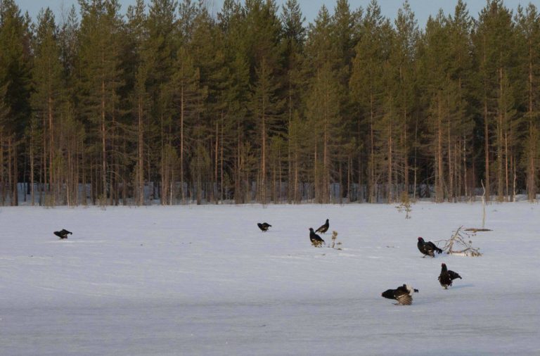 Huhtikuun 2019 avustuspäätöksiä